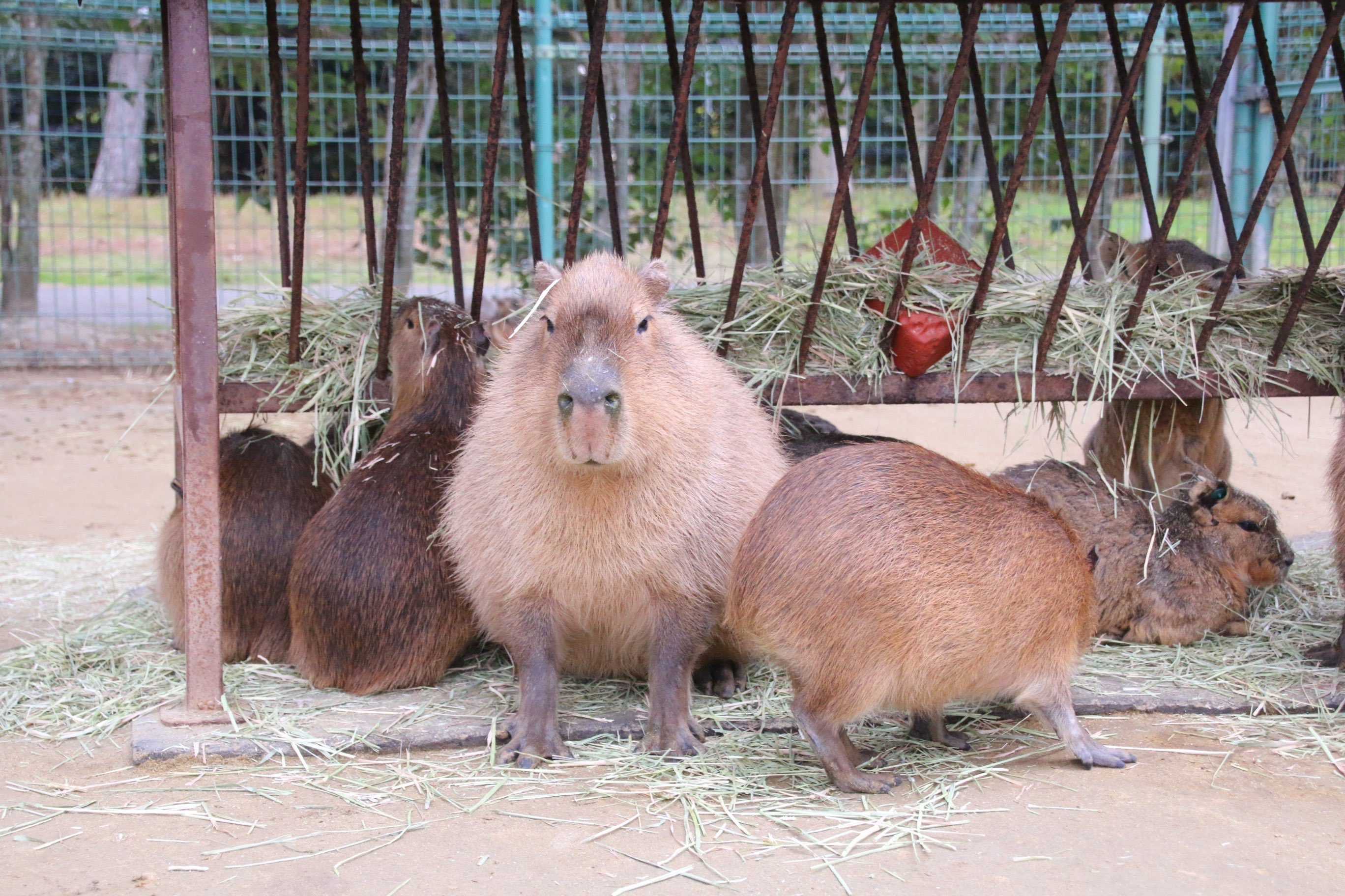 🏞️ 우미노나카미치 해변공원 (우미노나카미치카이힌코엔) 이미지 4